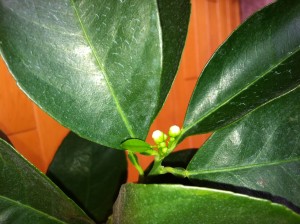 Blood Orange tiny blooms